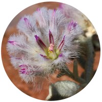 Mulla Mulla - Ptilotus