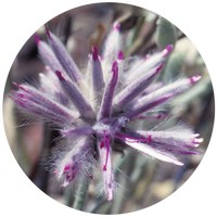 Pink Mulla Mulla - Ptilotus