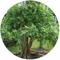 Murraya Exotica Tree