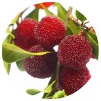 Myrica - Red Bayberry