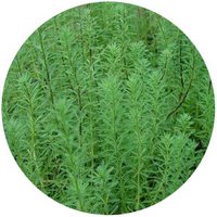 Myriophyllum Verticillatum