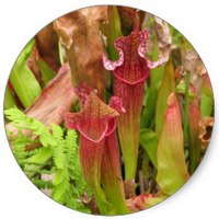 Nepenthes - Pitcher Plant