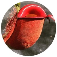 Nepenthes - Pitcher Plant
