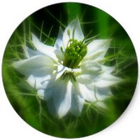 Nigella Damascena