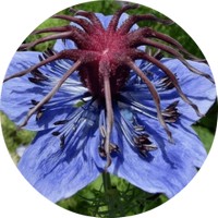 Nigella Damascena