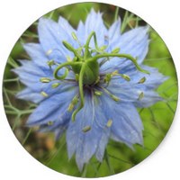 Nigella Damascena