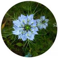 Nigella Sativa
