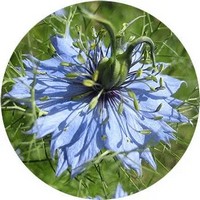 Nigella Damascena