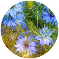 Nigella Damascena
