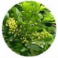 Nim o Neem: Azadirachta Indica