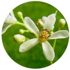 Nim o Neem: Azadirachta Indica