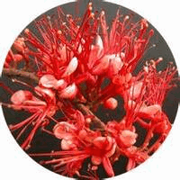Embothrium Coccineum - Notro