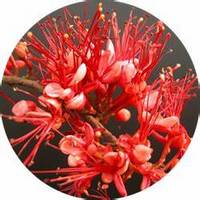 Embothrium Coccineum - Notro