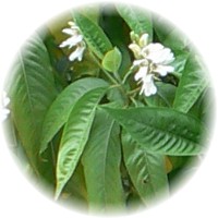 Malabar Nut - Vasaka