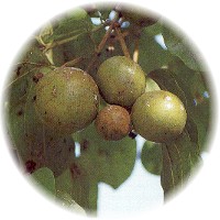 Nuez Vomica-Strychnos Nux-Vomica