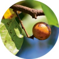 Nuez Vomica-Strychnos Nux-Vomica