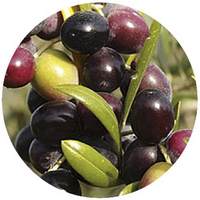 Olivo: Olea Europacea