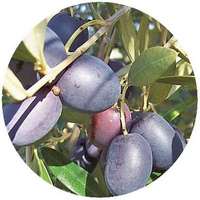 Olivo: Olea Europacea