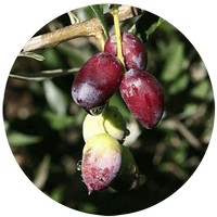 Olivo: Olea Europacea