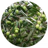 Olivo: Olea Europacea