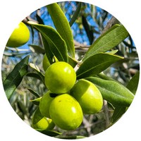 Olivo: Olea Europacea