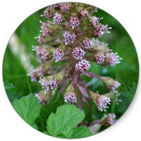 Orobanche Amethystea