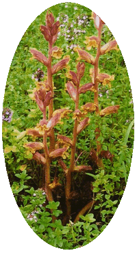 Orobanche Alba