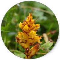 Orobanche Amethystea