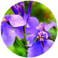 Orychophragmus Violaceus