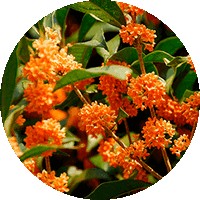 Osmanthus Fragans Aurantiacus