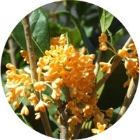 Osmanthus Fragans