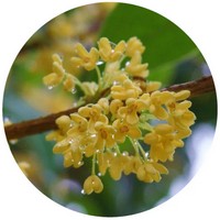Osmanthus