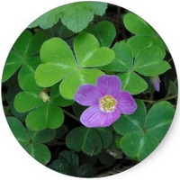 Oxalis