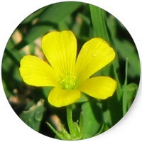 Oxalis Pes-Caprae