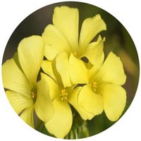 Oxalis Pes-Caprae