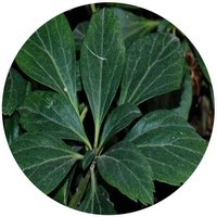 Pachysandra Terminalis