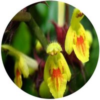 Paraphlomis Javanica