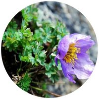 Paraquilegia Microphylla