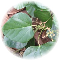 Chondrodendrom Tomentosum