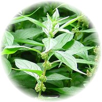 Parietaria - Parietaria Officinalis - Pellitory of the Wall