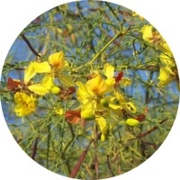 Parkinsonia Aculeata - Cina-Cina