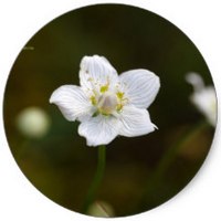 Parnassia Palustris