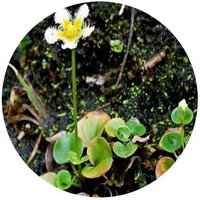 Parnassia Wightiana
