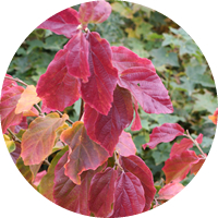 Parrotia Persica
