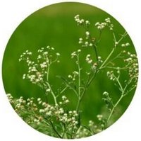 Parthenium - Escoba Amarga