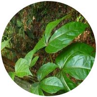 Parthenocissus Dalzielii