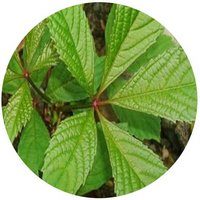 Parthenocissus Laetevirens