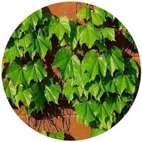 Parthenocissus Tricuspidata