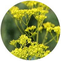 Patrinia Scabiosifolia