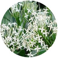 Pavetta Hongkongensis